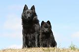 SCHIPPERKE 269